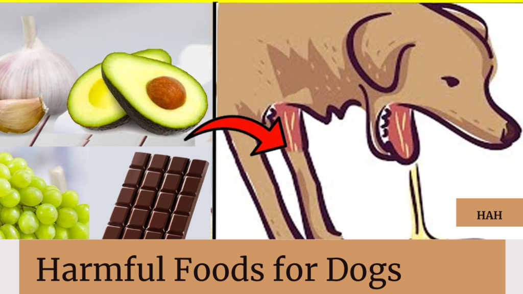 Garlic: A Dangerous Food for Dogs 3a3ed6c7 Aa1a 4a59 Ab63 681d2ac9da81